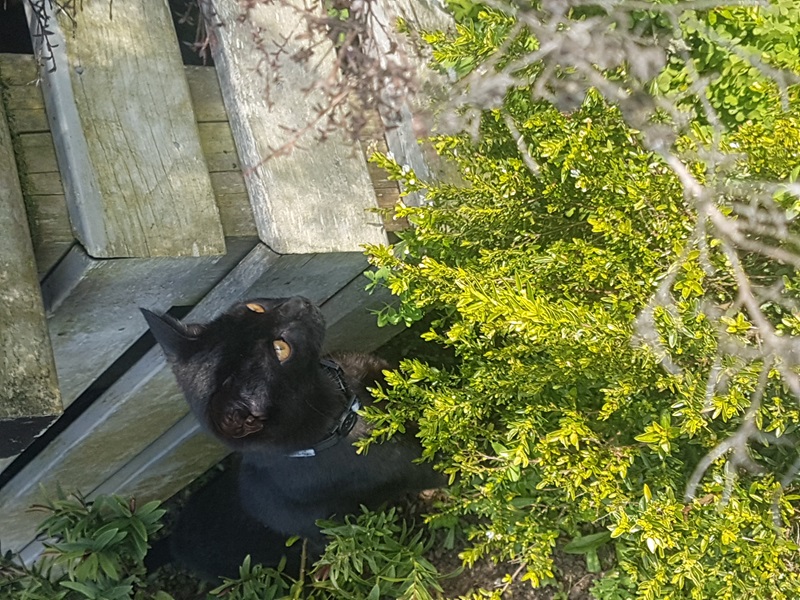 This is my cat shadow playing in the garden for the first time - Thank you Tamsyn, she looks like she is enjoying herself. 